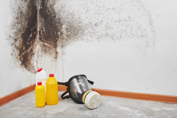 Best Mold Damage Repair  in Gnadenhutten, OH