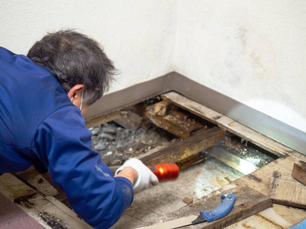 Attic Mold Removal in Gnadenhutten, OH
