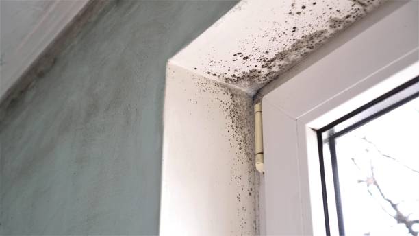 Best Office Mold Removal Services  in Gnadenhutten, OH