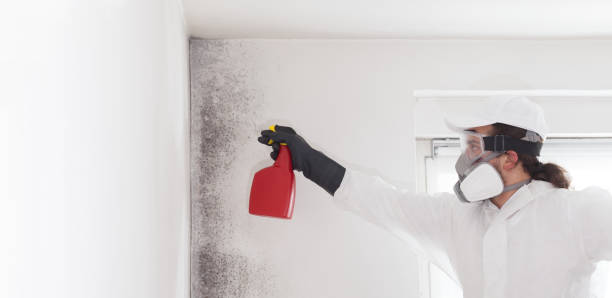 Professional Mold Removal in Gnadenhutten, OH