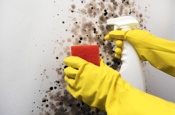 Best Commercial Mold Removal  in Gnadenhutten, OH