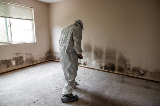 Best Black Mold Removal  in Gnadenhutten, OH