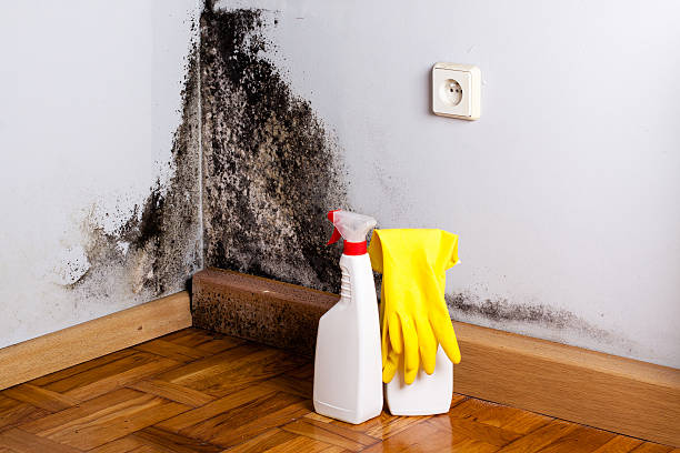 Best Toxic Mold Removal  in Gnadenhutten, OH