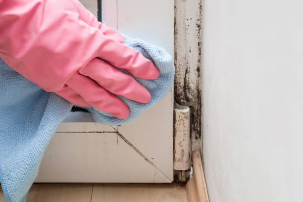 Best Certified Mold Removal  in Gnadenhutten, OH