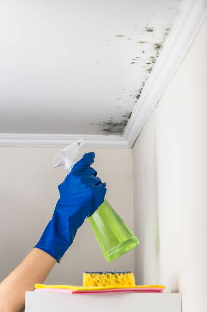 Best Black Mold Removal  in Gnadenhutten, OH